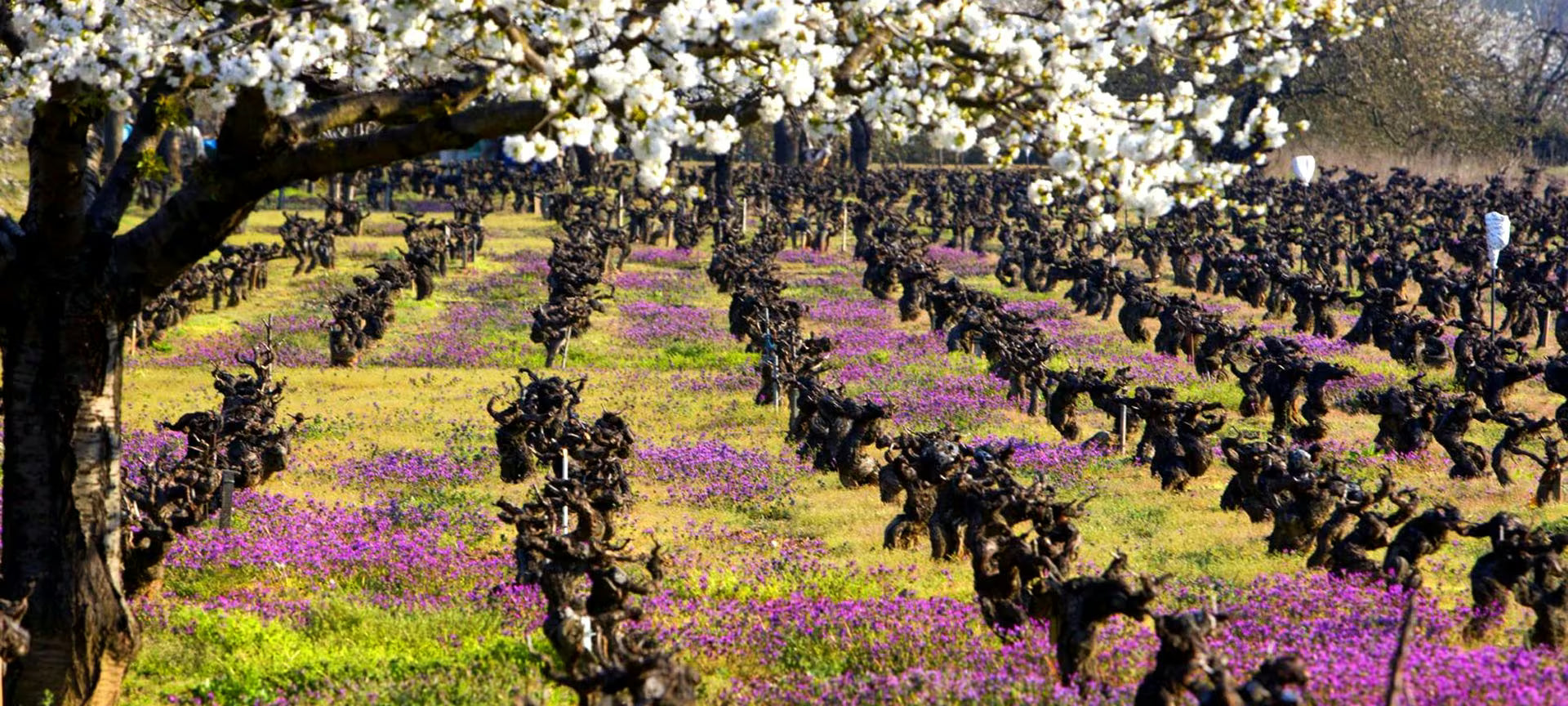 Bierzo