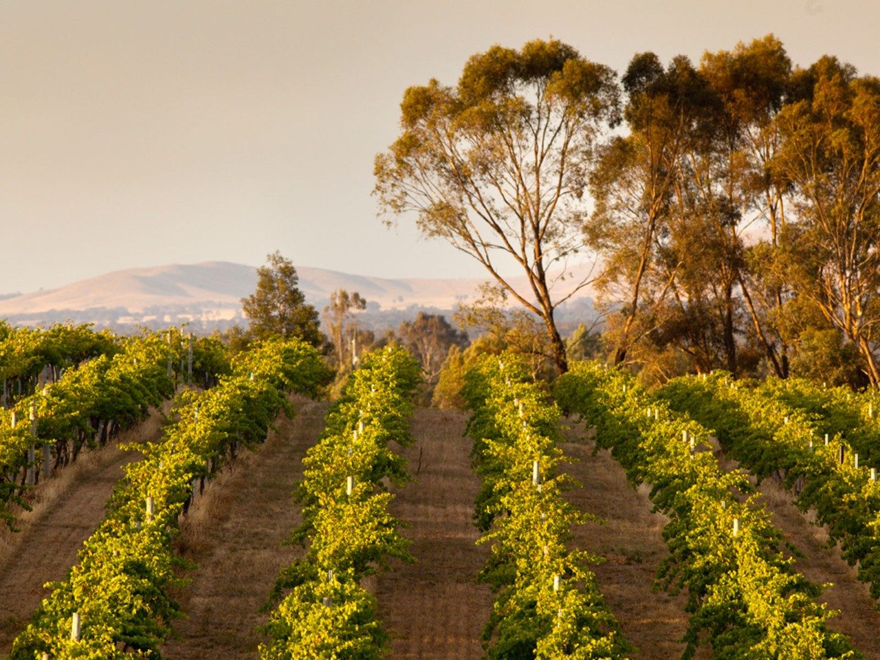 Grampians